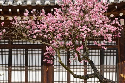ume-tree