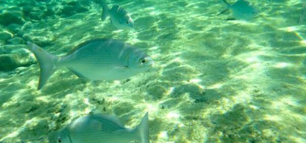 Fishes swimming near a cozumel beach