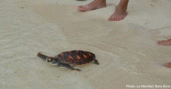 Hatching baby turtles in bora bora