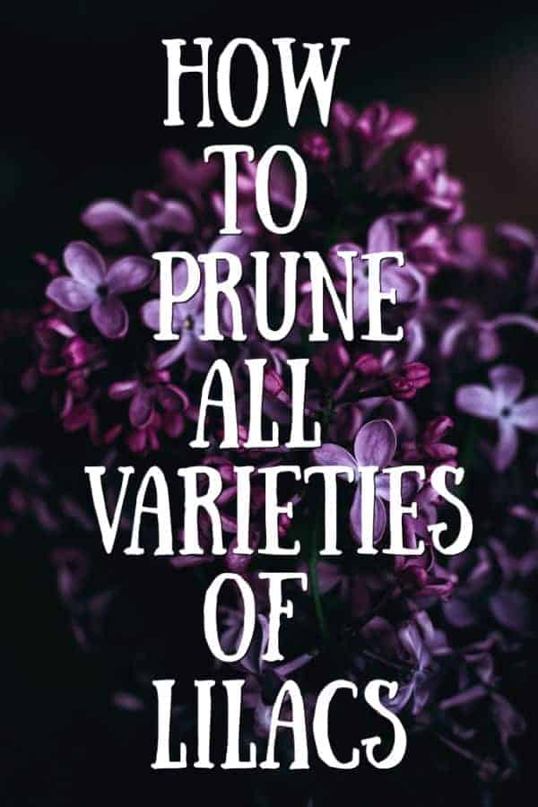 how to prune all varieties of lilacs graphic