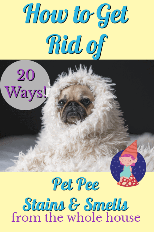 whole house smells like dog urine
