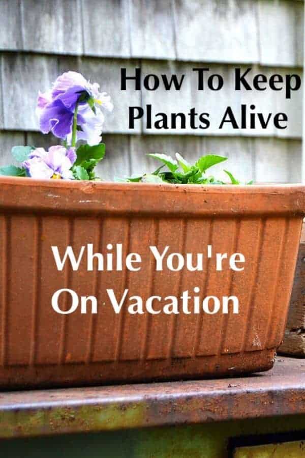 Keeping your plants and flowers alive while you're on vacation isn't as hard as you might think. It just takes a little prep. Follow our tips to come home to healthy blooms. #plants #garden #tips #vacation #homecare #diy #flowers #plantcare