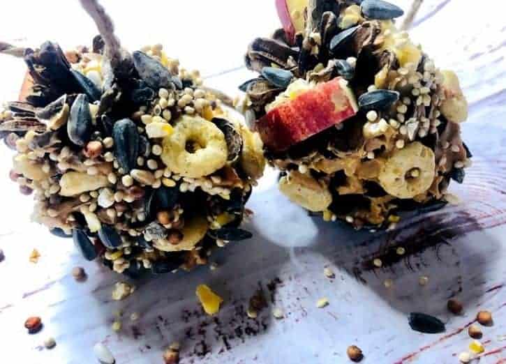pine cone bird feeders covered in bird seed and fruit.