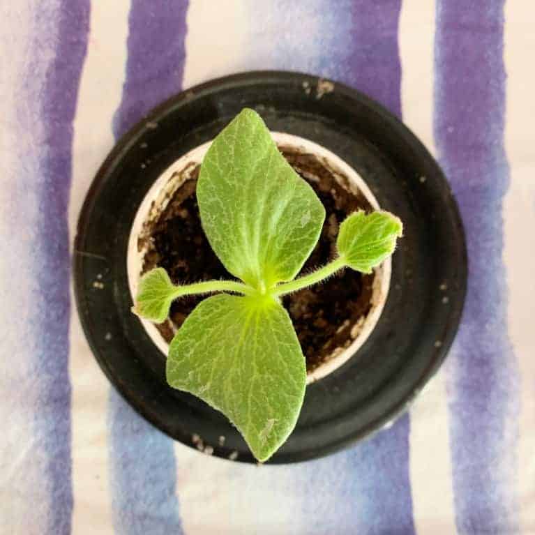 giant pumpkin seeding