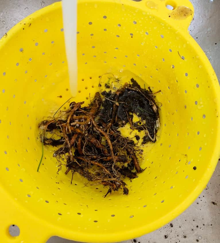 dandelion root tea