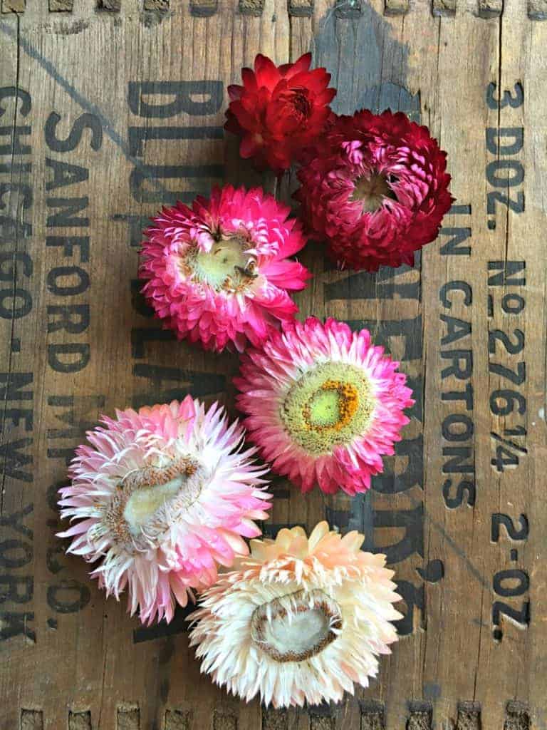 strawflower ring