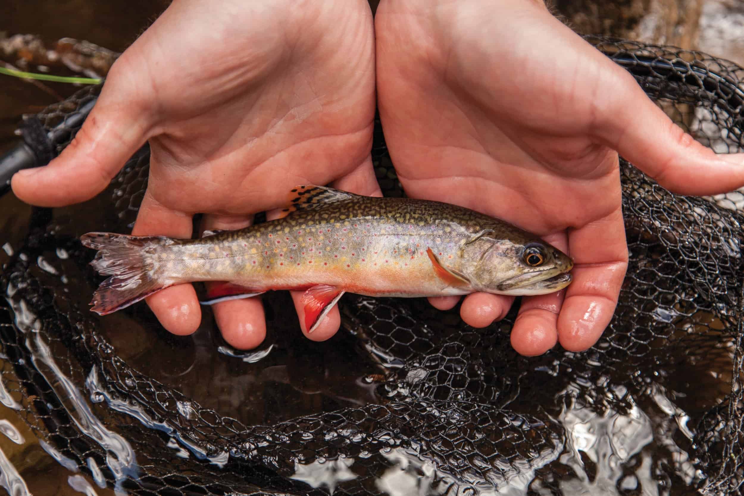 Photo courtesy Chesapeake Bay Program