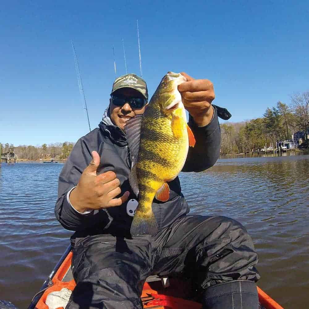 Yellow Perch Photo by Alex Perez/courtesy md Dnr