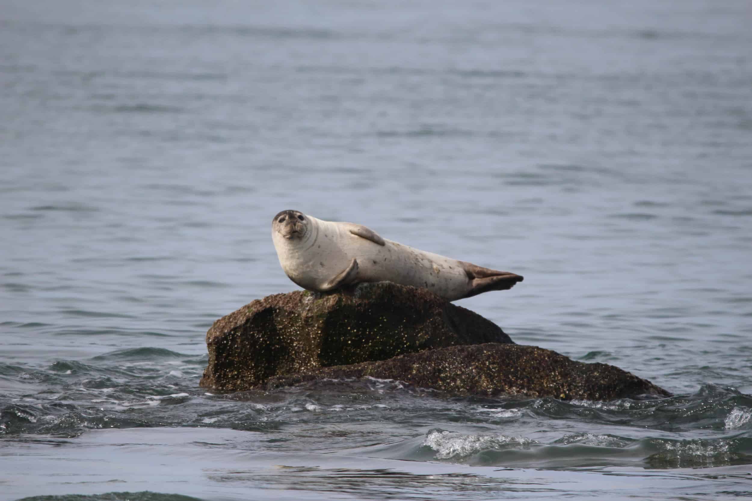 Photo: Virginia Aquarium & Marine Science Center