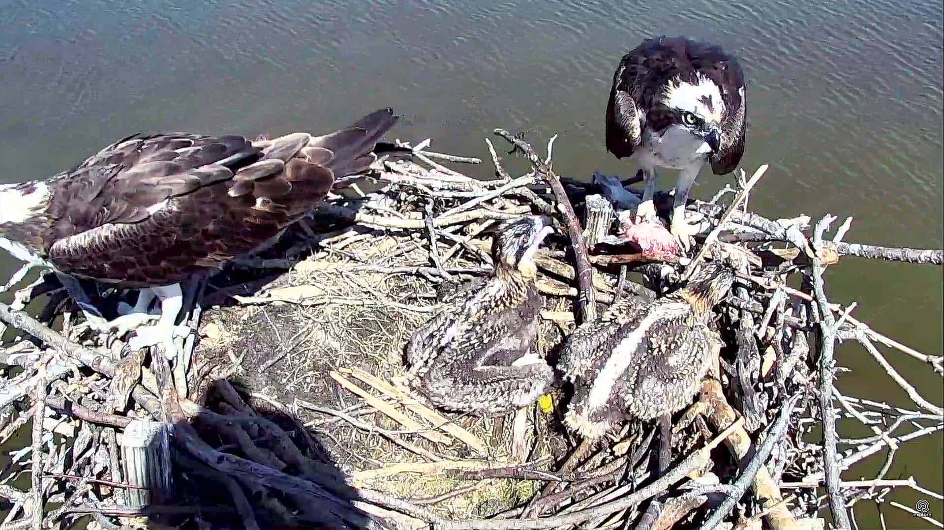 Photos by Chesapeake Bay Program