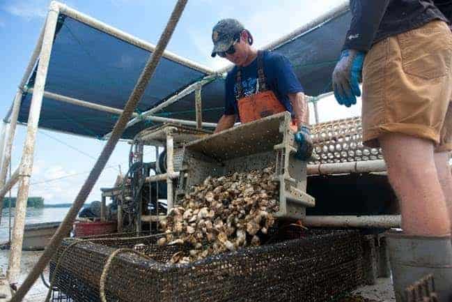Orchard Point Oyster Company's Scott Budden