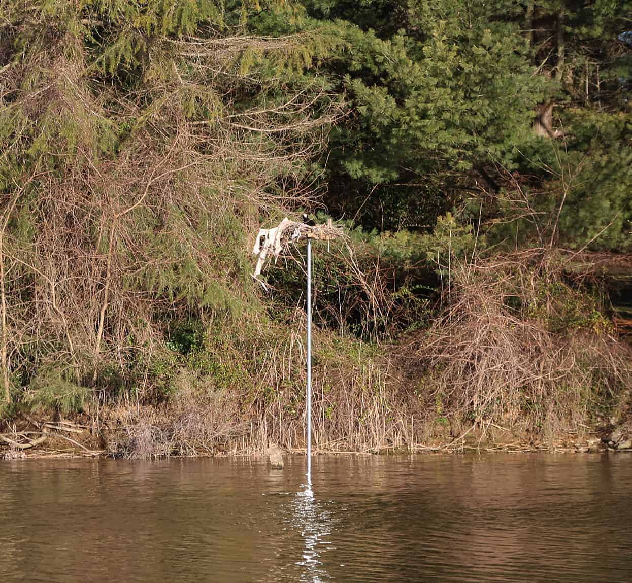 Thanks to concerned neighbors and Chesapeake Wildlife Heritage, the osprey couple has a nice, level platform. Photo: Wendy Mitman Clarke