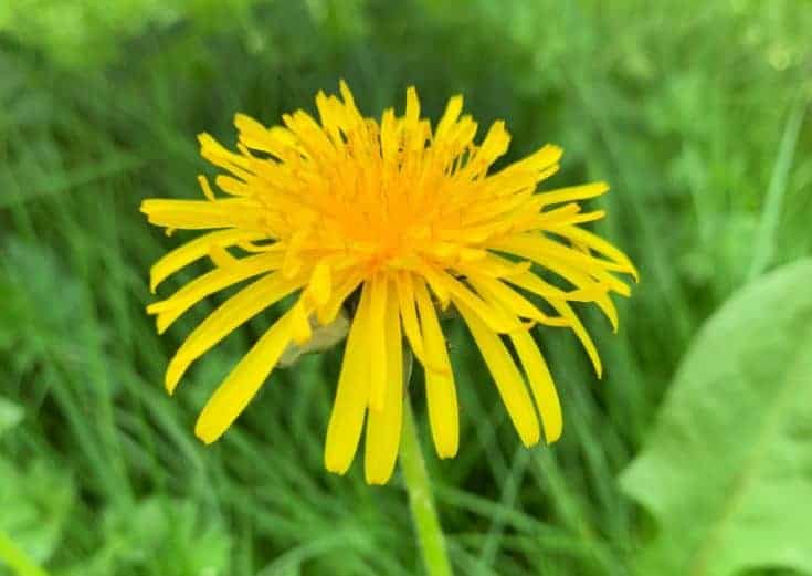 bright yellow flower in grass