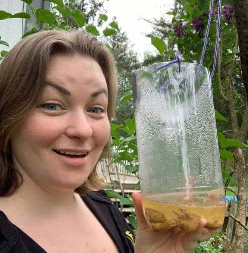 diy wasp trap