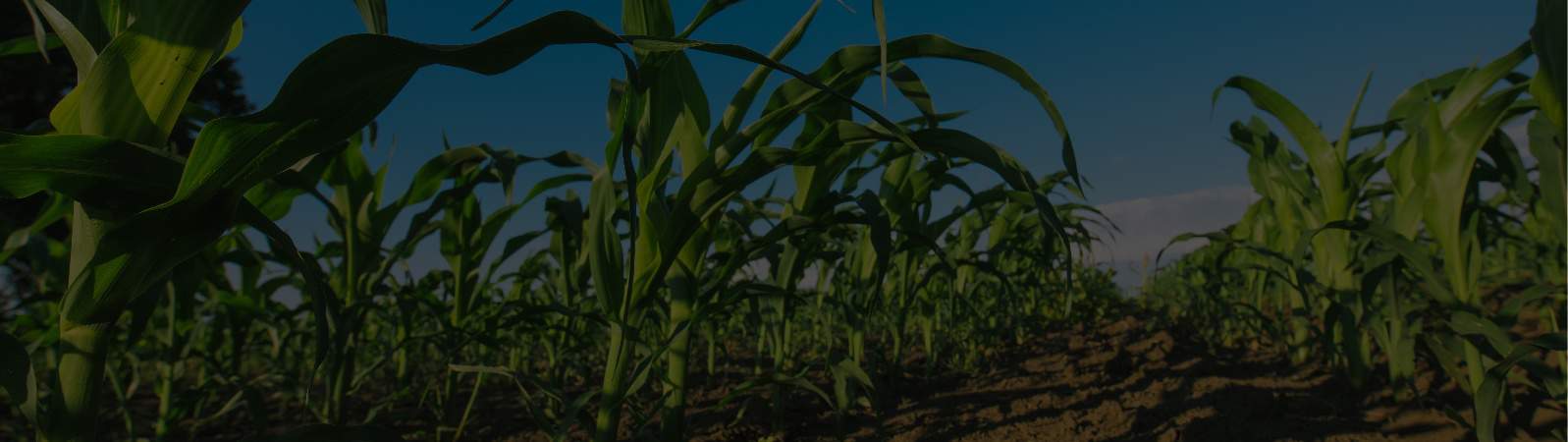 Clean Agri Clean Agri
