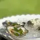 Ostra Beijupira