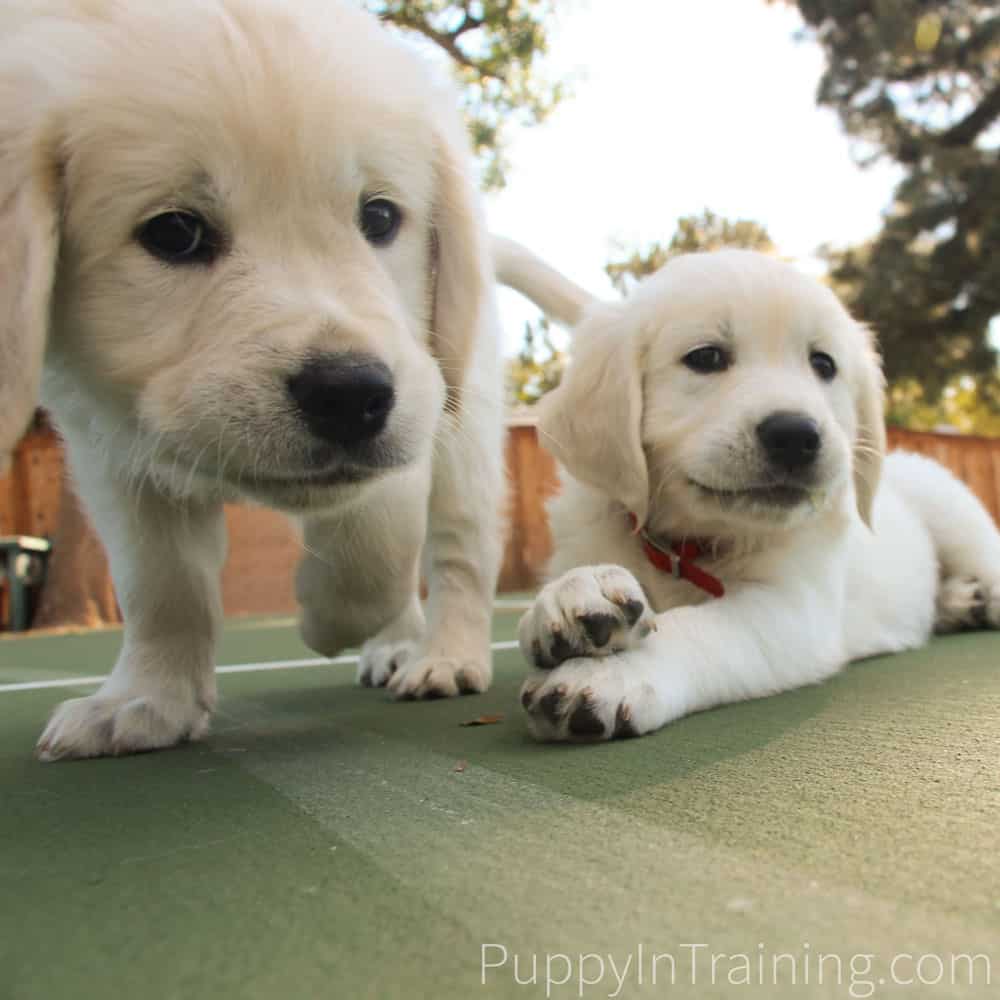 English Cream Golden Retriever Puppies From Newborn To 8 Weeks Old Puppy In Training