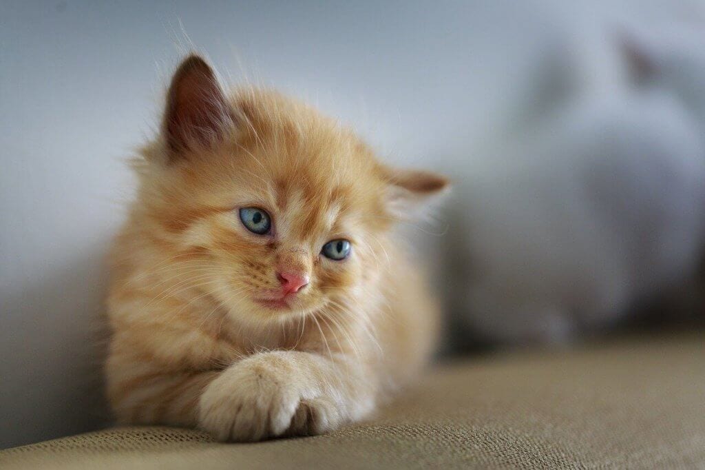 Pourquoi Mon Chaton Miaule Tout Le Temps Explications Et Conseils