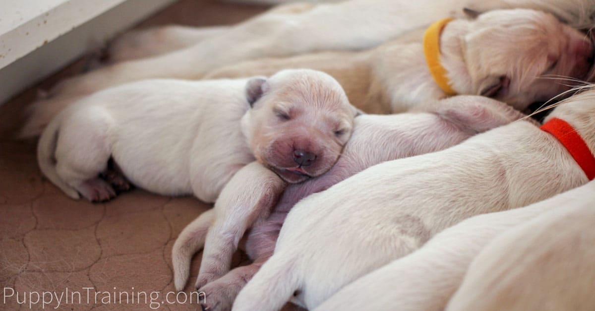 English Cream Golden Retriever Puppies From Newborn To 8 Weeks Old Puppy In Training