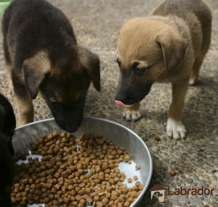 Everything You Need To Know About German Shepherd Lab Mix Dogs Labradortraininghq