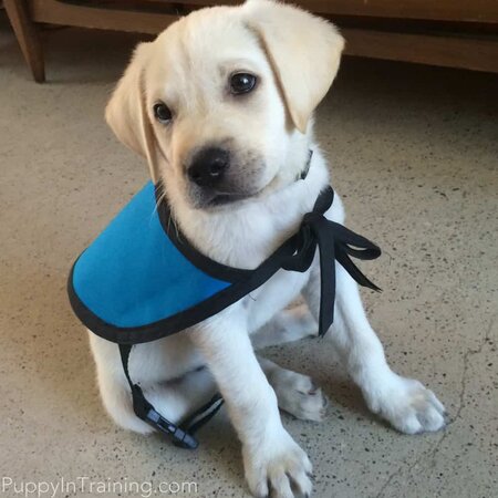 puppy in training service dog
