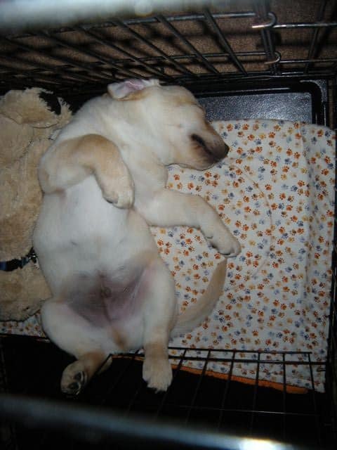 how to keep my puppy from peeing in his crate