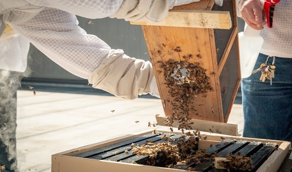 New Beekeeper Installing Packaged Bees
