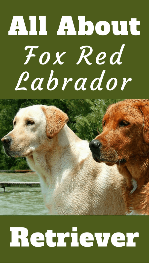Red Lab Facts 101 Surprising Truths About The Fox Red Labrador Retriever