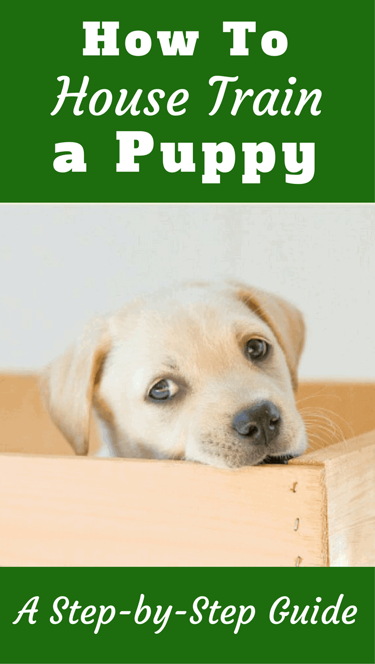 keys to successful house training a puppy how to dog train ultimate guide