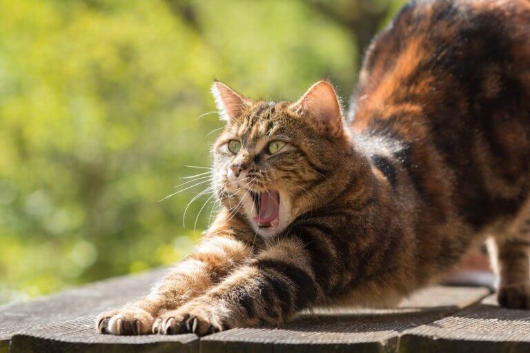 Top 5 Des Meilleures Litieres Pour Chat Autonettoyantes Pas Cher Top 5 Des Meilleures Litieres Pour Chat Autonettoyantes Pas Cher