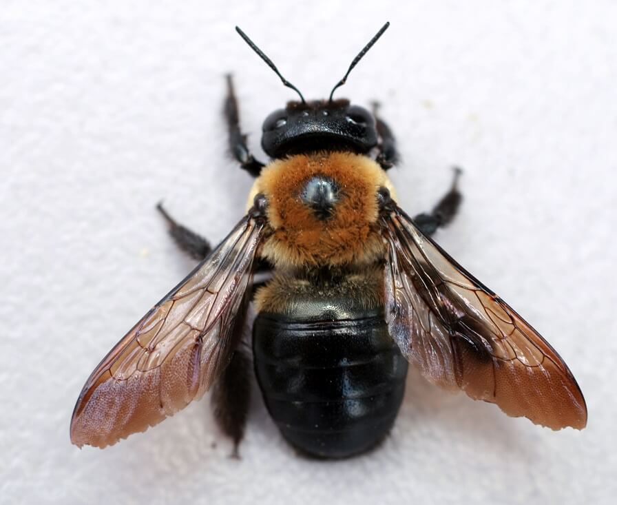 How To Get Rid Of Carpenter Bees The Ultimate Guide Log Cabin Hub