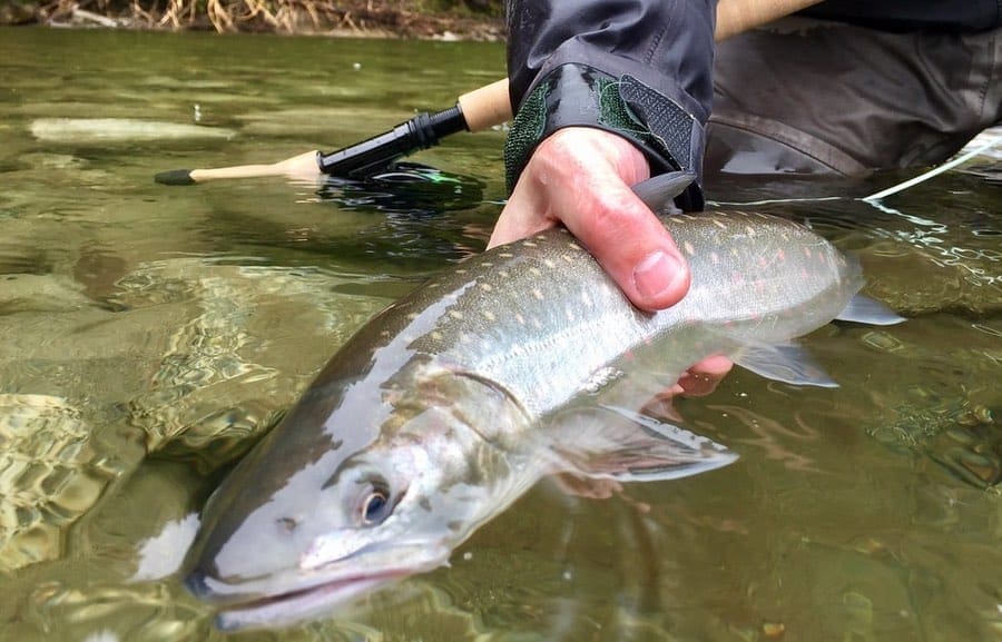 Winter Bull Trout Fishing Info Guide Tips Tactics To Maximize Your Day