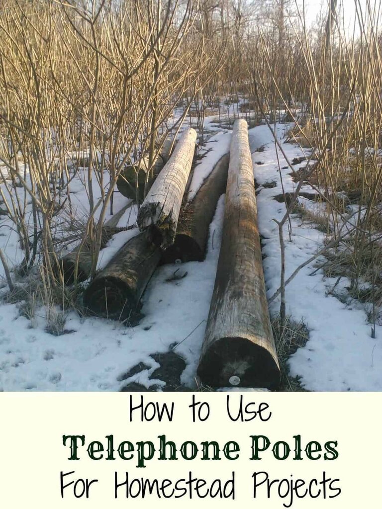 5 Ways To Use Telephone Poles On The Homestead Pampered Chicken Mama Raising Backyard Chickens 5 Ways To Use Telephone Poles On The Homestead Pampered Chicken Mama Raising Backyard Chickens