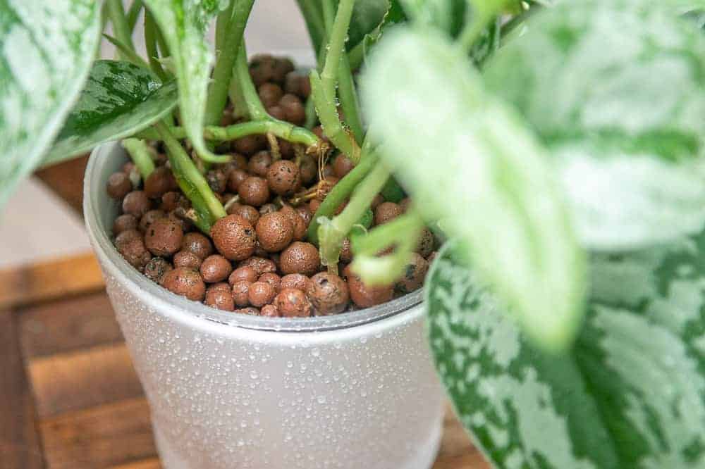 A plant being grown in leca clay pebbles