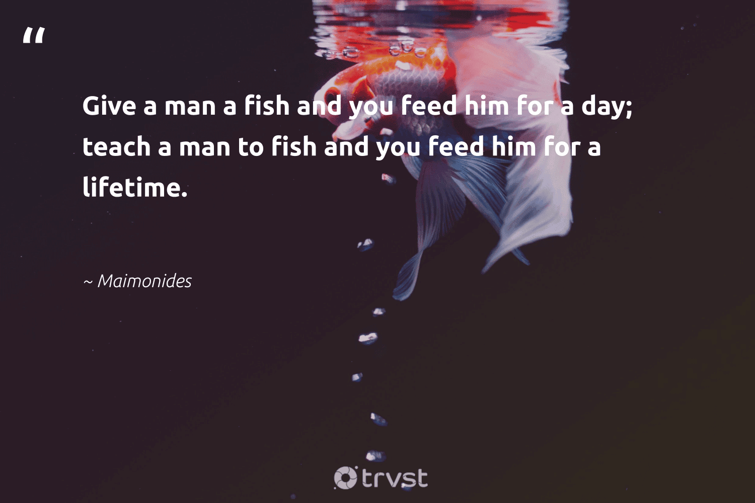 84 Fish Quotes Sayings About Fish And Marine Life