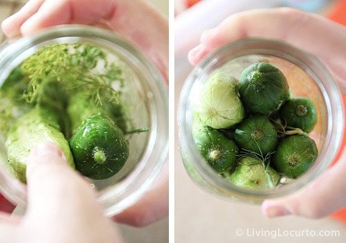 Refrigerator Dill Pickle Recipe How To Make Dill Pickles