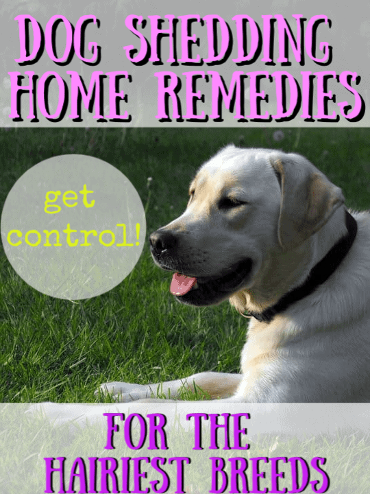 Dog Shedding Remedies For Your Pets And Home Crafty Little Gnome