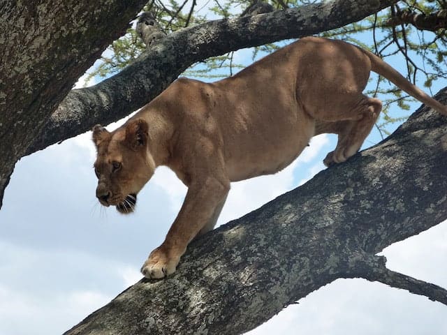 Tree-climbing-lion-in-Serengeti