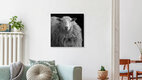 Mockup sheep, Germany – wall art by Andreas Odersky as Poster or Acrylic Glass Print
