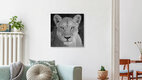 Mockup Die Löwin, Botswana – Fotokunst von Dennis Wehrmann als Poster oder Acrylglasbild