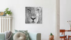Mockup Im Auge des Löwen, Botswana – Fotokunst von Dennis Wehrmann als Poster oder Acrylglasbild