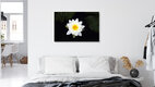 Mockup Manuela Deigert, White water lily - Germany, Europe