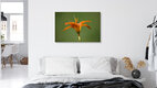 Mockup Close-up of a daylily in evening light, soft colors and a calming mood.
