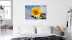 Mockup Photo art by Oliver Buchmann: sunny garden with blooming sunflowers