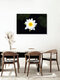 Mockup Manuela Deigert, White water lily - Germany, Europe