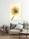 Mockup White ranunculus in ice block, Germany – wall art by Marc Heiligenstein as Poster or Acrylic Glass Print