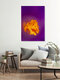 Mockup Goldene Narbe – Makro eines Krokus, Deutschland – Fotokunst von Nadja Jacke als Poster oder Acrylglasbild
