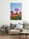 Mockup Colorful tulips against a blue sky, cheerful spring atmosphere.