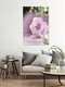 Mockup Nadja Jacke, Backlit hollyhock - Germany, Europe