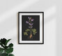Mockup Photo art by Katherine Blower: botanical study of an Aquilegia against a dark background